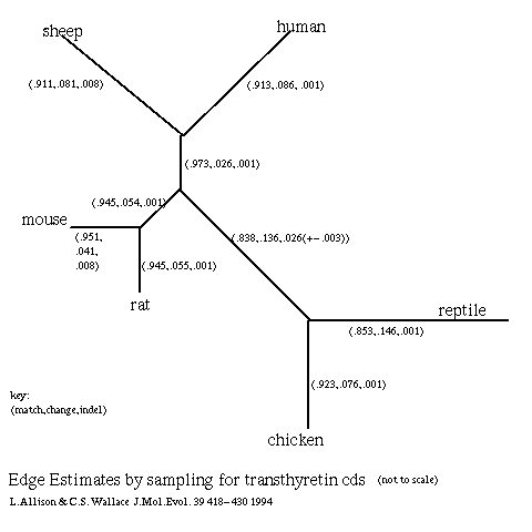 figure 6: Edge Parameter Estimates, lengths, by Sampling for the gene Transthyretin cds from human sheep mouse rat reptile chicken